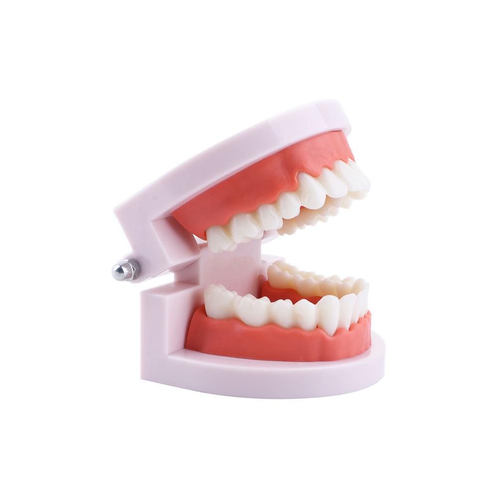 Pro White Lab Typodont Demonst – Medical Lab Study recenzja i cena