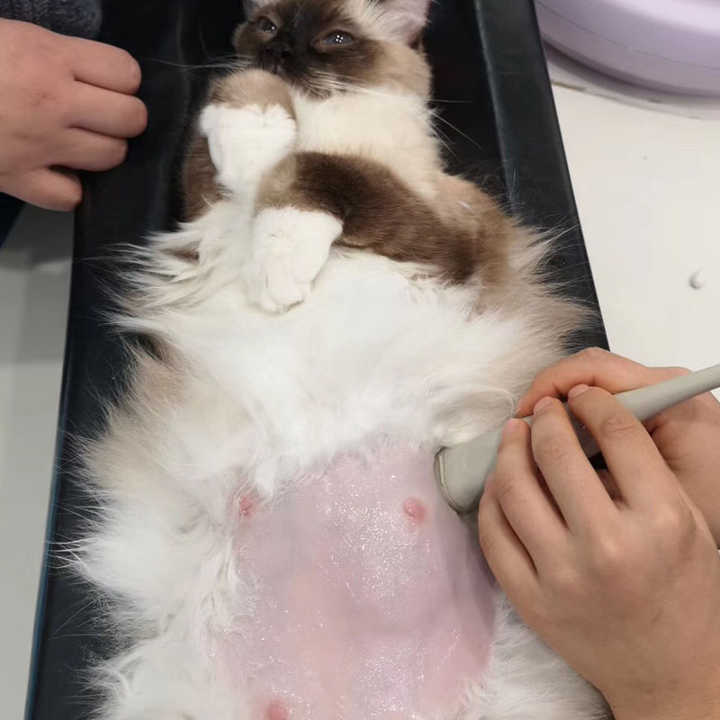Mały rozmiar Narzędzia do rent – Veterinary X-Ray recenzja i cena